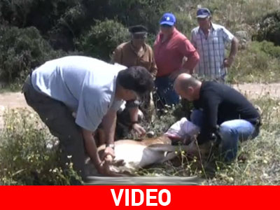 Ελάφι τραυματίστηκε σοβαρά σε τροχαίο