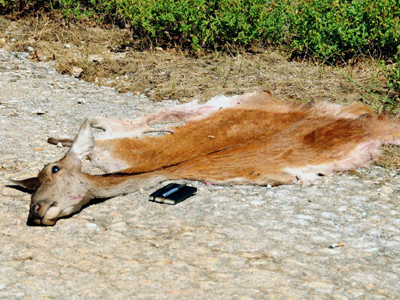 Σκοτώνουν τα ελάφια της Πάρνηθας και τα πωλούν 1.000 ευρώ