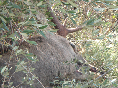 Ελάφι νεκρό στη Βαρυμπόμπη