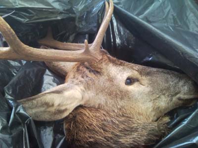 Λαθροθήρας εντοπίστηκε με τεμαχισμένα ελάφια