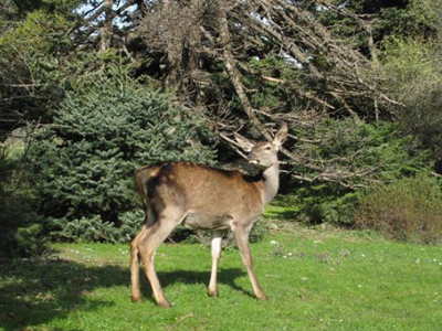 Αφού το μεγάλωσαν, το άφησαν ξανά στην Πάρνηθα