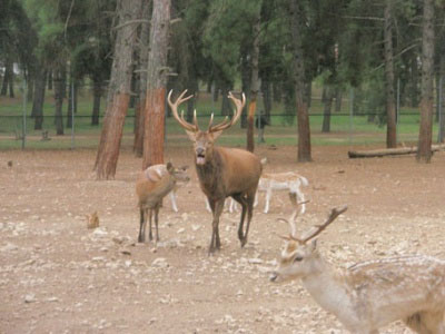 Έγκλημα πάθους στον ζωολογικό κήπο