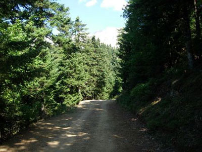 Πεθαίνουν τα έλατα στο Μαίναλο