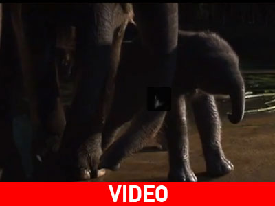 Ελεφαντίνα σώζει το νεογνό της