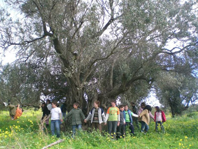 Έκθεση για τον αρχαίο ελαιώνα της Κρήτης