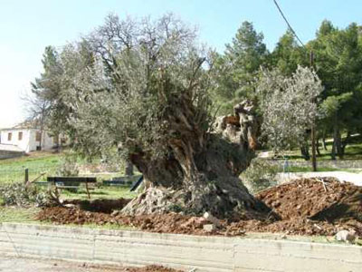 Ξερίζωσαν ελιά 1.000 ετών για να την πουλήσουν