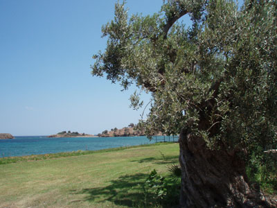 Σκοτώθηκε, πέφτοντας σε ελιά