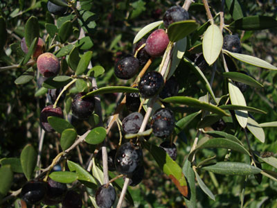 Δύσκολη χρονιά για τους ελαιοπαραγωγούς