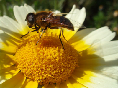Έκλεβε κυψέλες