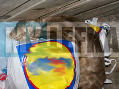 Νεκρή ενυδρίδα στη Λευκάδα