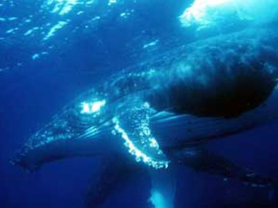 Φάλαινα «μαραθωνοδρόμος»