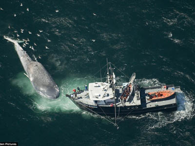 Διαμαρτυρία έξω από την ιαπωνική πρεσβεία ενάντια στη φαλαινοθηρία