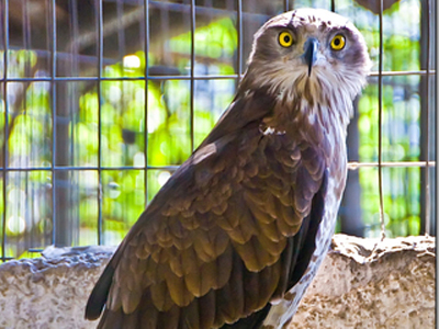 Απελευθερώνουν άγρια πουλιά
