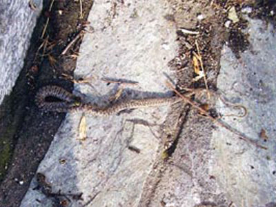 Φίδια κάνουν παρέλαση στο ετοιμόρροπο σχολείο