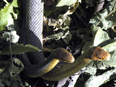 Τους έχουν «ζώσει» τα φίδια