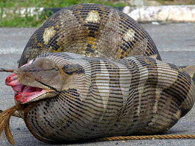 Μεγάλο φίδι ή μεγάλο ψέμα;