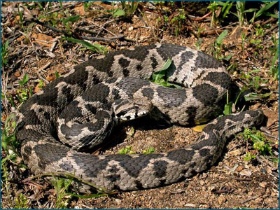 Βρήκε οχιά μέσα στο αυτοκίνητο της νομαρχίας