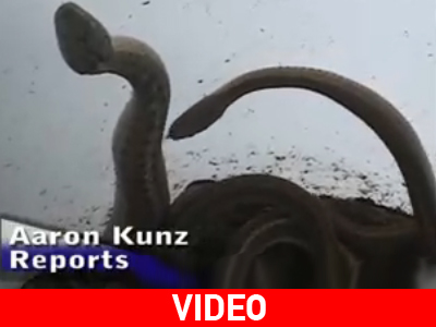 Το αγαπημένο σπίτι των ερπετών