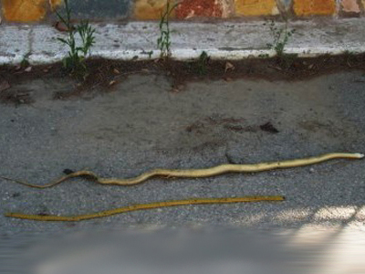 Τους «έζωσαν» τα φίδια