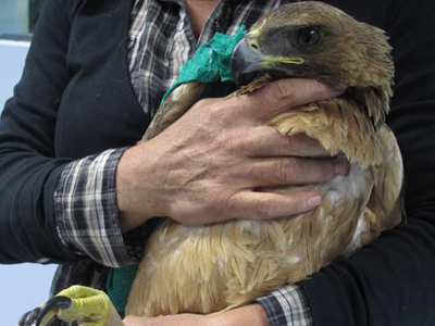 Έσωσαν νεαρό σπιζαετό
