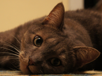 17χρονος μαθητής δημοσίευε βίντεο με βασανισμούς ζώων