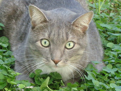 «Γνώρισα τους ανθρώπους και αγάπησα τα ζώα»