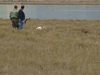 Απελευθέρωσαν φλαμίνγκο στον Σπερχειό