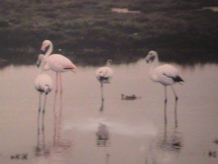 Φλαμίνγκο και στη Νέα Λάμψακο