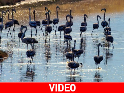 Φλαμίνγκο και σκουπίδια μαζί…