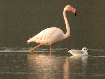 Το φλαμίνγκο επέστρεψε ξανά στα Μέγαρα