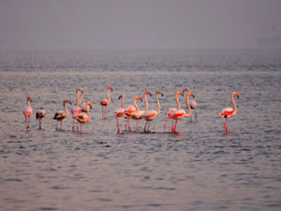 Φλαμίνγκο στη Νάξο