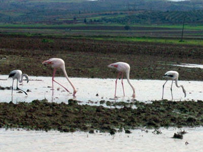 Φλαμίνγκο και στην Αλίαρτο