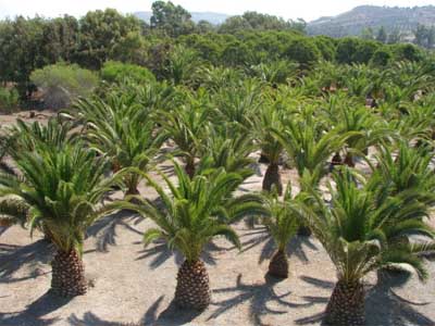 Το δασάκι του Αφραθιά δεν «πάσχει» από το σκαθάρι!