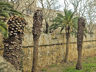 Ενέκριναν επιπλέον φυτοφάρμακα για να σώσουν τους φοίνικες