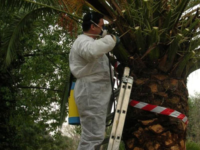 Επιχείρηση διάσωσης για τους φοίνικες του Πεδίου του Άρεως