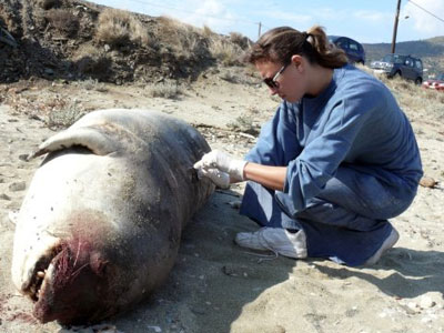 Νεκρή φώκια