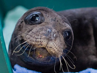 Βοηθήστε την Νεφέλη!