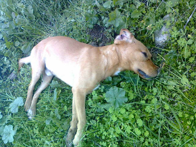 Οι φόλες «θερίζουν» τα αδέσποτα στη Μυτιλήνη