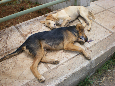 Η κάλπη στον δρόμο με τις φόλες