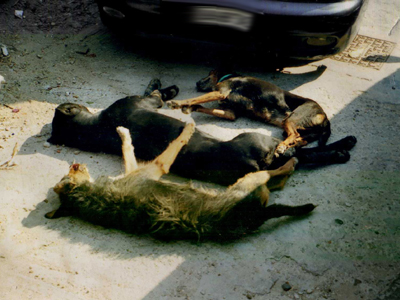 Του δηλητηρίαζε τα ζώα από το 2007!