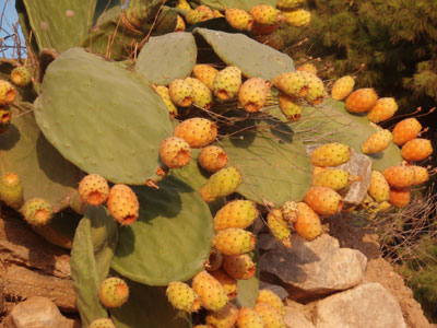 Εναλλακτικές καλλιέργειες φρούτων στην Πελοπόννησο