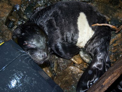 Ορφανό φωκάκι σώθηκε στην Εύβοια