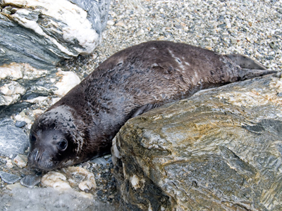 27 νέα φωκάκια Monachus monachus