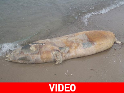 Νεκρή φώκια στο Μαρμάρι της Κω