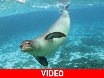 Η φώκια διάλεξε να ζήσει στη Ρόδο