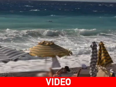 Η φώκια ψάρευε λίγα μέτρα από την ακτή