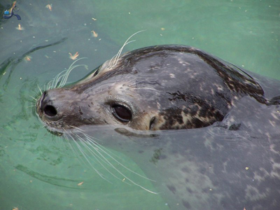 Οι φώκιες γεννήθηκαν νωρίτερα