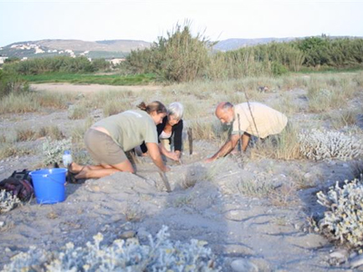Άρχισε και στην Κρήτη η ωοτοκία της καρέτα