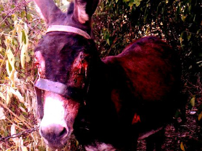 Τύφλωσε γαϊδούρι με υδροχλωρικό οξύ