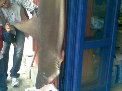 Έπιασαν γαλέο 2 μέτρα